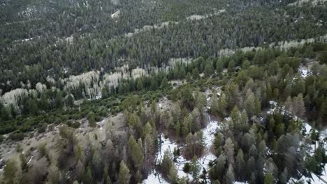 Drohnenansicht-Von-Kiefern-Auf-Einem-Kalten,-Schneebedeckten-Berg