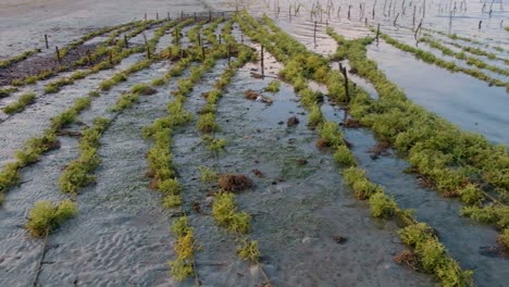 Scenic-view-of-remote-tropical-island-seaweed-farm-with-rows-of-green-edible-seaweed-being-grown-to-cultivate,-harvest-and-export-overseas