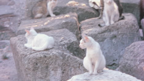 Stray-Cats-Resting-on-Ruins-in-a-Park-in-the-City-of-Rome-in-the-1960s