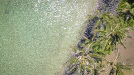 A-bird's-eye-perspective-showcases-palm-trees-swaying-in-the-tropical-summer-breeze