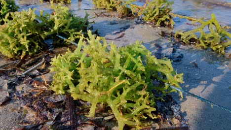 Close-up-of-a-clump-of-green-edible-seaweed-on-a-seaweed-farm-in-ocean-at-low-tide-on-a-tropical-island-destination-in-Southeast-Asia