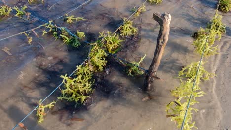 Close-up-of-rural-seaweed-farm-with-clumps-of-edible-seaweed-at-low-tide-on-Atauro-Island-in-Timor-Leste,-Southeast-Asia