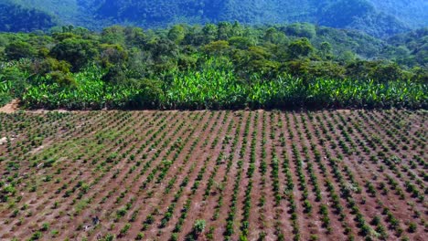 beautiful-aerial-view-with-drone-of-flying-over-crops-and-forest-in-the-jungle-of-Ixhuatlan-del-café,-Veracruz,-Mexico