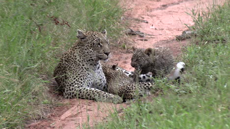 Female-leopard-grooms-her-cubs-with-tongue-by-green-grass,-close-view