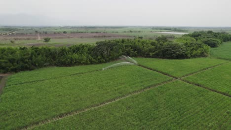 Pineapple-plants-field-being-watered-with-an-automatic-hose-in-Cali,-Colombia