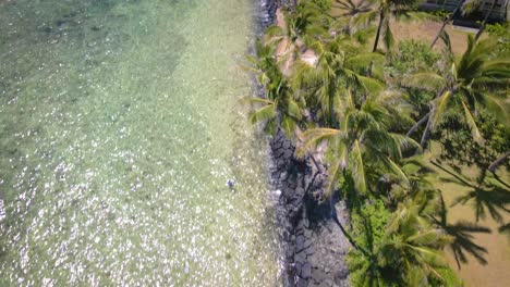 From-the-aerial-perspective,-palm-trees-stand-tall-amid-a-serene-summer-seascape