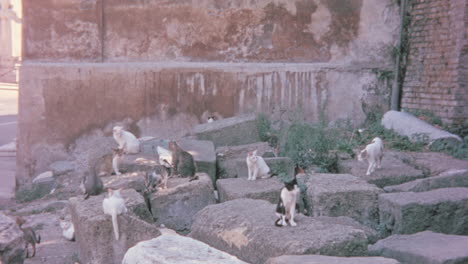 Katzen-In-Den-Ruinen-Roms-In-Den-1960er-Jahren