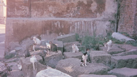 Gatos-En-Ruinas-De-Roma-En-La-Década-De-1960.