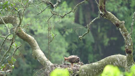 Un-Calzo-De-águila-Halcón-De-Java-Está-Comiendo-Carne-Fresca-Que-Su-Madre-Cazó