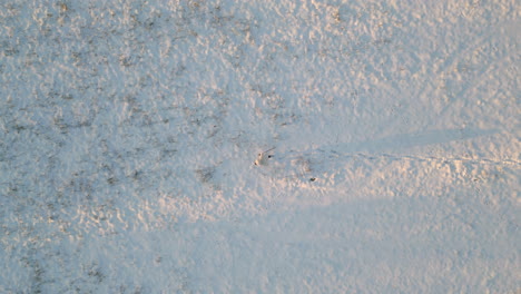 Aerial-top-view-of-man-in-fur-coat-walk-in-a-field-with-snow-walking