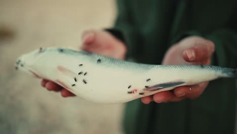 Man-holding-a-dead-fish-full-of-flies