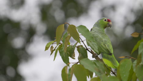 Red-lored-Parrot-perched-in-a-bush-in-rainforest,-close-up