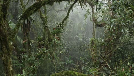 Timelapse-inside-foggy-rainforest,-fog-moving