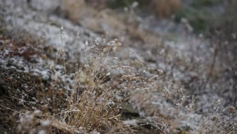 Verschneite-Pflanzen-Nach-Dem-Ersten-Schnee-Der-Saison