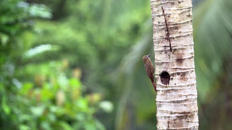 Schlichter-Brauner-Waldläufer,-Der-An-Einem-Baum-In-Der-Nähe-Des-Nesteingangs-Im-Baum-Sitzt