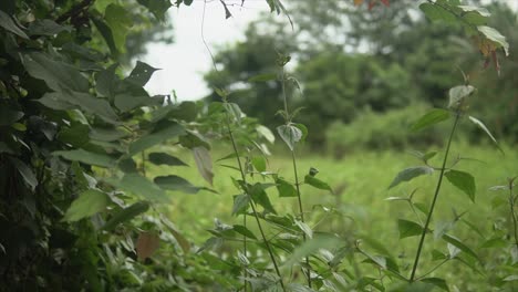 Wide-angle-shot-of-meadow,-focusing-on-a-green-young-adult-plant