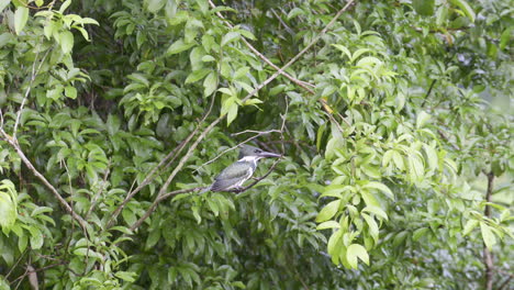 Amazon-kingfisher-perched-on-twig-and-flying-off,-San-Carlos-river,-Costa-Rica