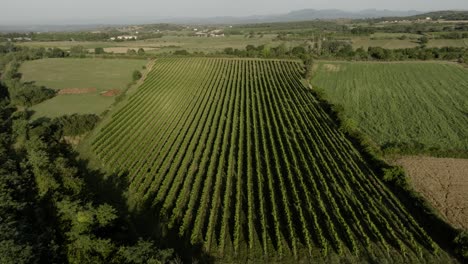 Vineyard-Field-France-Summer-Ardeche-Aerial-Landscape