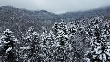 Luftaufstieg-über-Schneebedeckten-Kiefernwald-Zum-Tiefgrauen-Weißen-Tal-Nach-Dem-Wintersturm