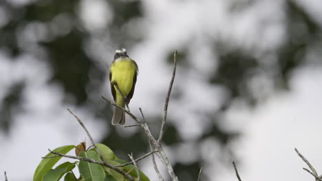 Social-flycatcher-perched-in-top-of-a-bush-in-Costa-Rican-rainforest