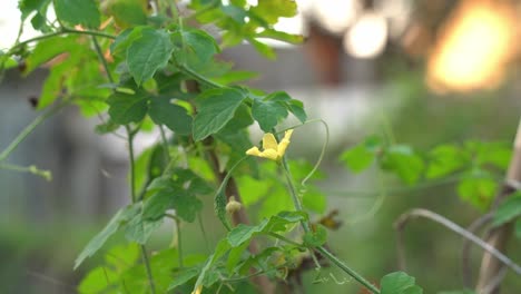Schöne-Aufnahme-Einer-Gelben-Blume-Und-Der-Sonne,-Die-Auf-Die-Cerasee-Pflanze-Kerala-Bittermelonenpflanze-Scheint,-Mit-Kerala-Pflanze,-Die-An-Weinreben-Hängt,-Aus-Denen-Gesunder-Kräutertee-Hergestellt-Wird,-Der-Sich-Gut-Zur-Gewichtsabnahme-Eignet