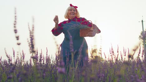 Abuela-Mayor-Granjera-Recogiendo-Flores-De-Lavanda-En-El-Campo,-Bailando,-Celebrando-El-éxito