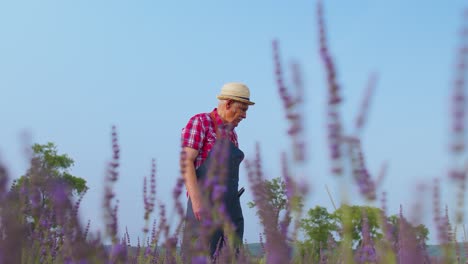 Anciano-Abuelo-Agricultor-Cultivando-Plantas-De-Lavanda-En-El-Campo-Del-Jardín-De-Hierbas,-Actividades-De-Jubilación