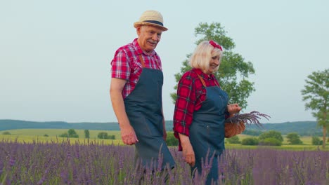 Hombre-Mujer-Mayor-Abuelo-Abuela-Agricultores-Recogiendo-Flores-De-Lavanda-En-El-Jardín-De-Campo-De-Verano