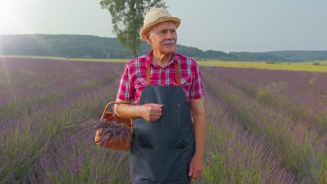 Hombre-Mayor-Abuelo-Agricultor-Recogiendo-Flores-De-Lavanda-En-Una-Canasta-En-El-Jardín-De-Hierbas,-Mostrando-Los-Pulgares-Hacia-Arriba