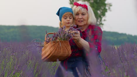 Abuela-Mayor-Con-Nieta-Niño-Familia-Agricultores-Cultivando-Plantas-De-Lavanda-En-El-Campo-Del-Jardín-De-Hierbas