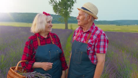 Senior-farmers-grandfather-grandmother-in-blooming-field-of-purple-lavender-flowers,-harvesting