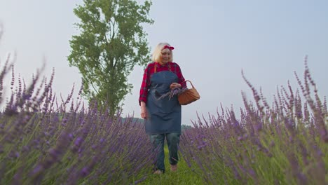 Abuela-Campesina-Senior-En-Campo-Orgánico-Florido-De-Flores-De-Lavanda-Púrpura,-Cosechando