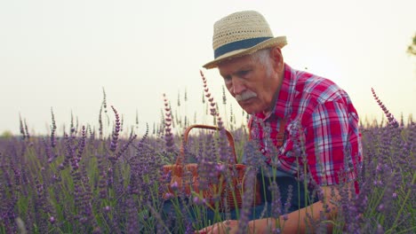 Senior-old-man-grandfather-farmer-growing-lavender-plant-in-herb-garden-field,-retirement-activities