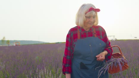 Abuela-Mayor,-Granjera,-Recogiendo-Flores-De-Lavanda-En-Una-Canasta-En-El-Jardín-De-Hierbas,-Mostrando-Los-Pulgares-Hacia-Arriba