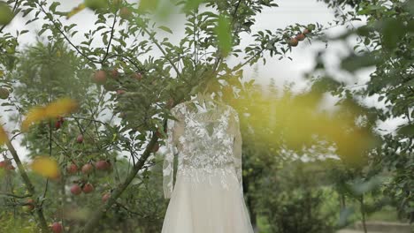 El-Vestido-De-La-Novia-Cuelga-De-Un-Manzano.-Muy-Bonito-Y-Elegante.-Boda