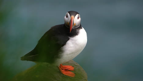 Wilder-Papageientaucher-Seevogel-Aus-Der-Familie-Der-Alkenvögel-In-Island.