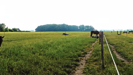 Caballo-Marrón-Está-Rodando-En-La-Hierba-En-El-Pliegue-En-Suecia,-Los-Caballos-Son-Libres