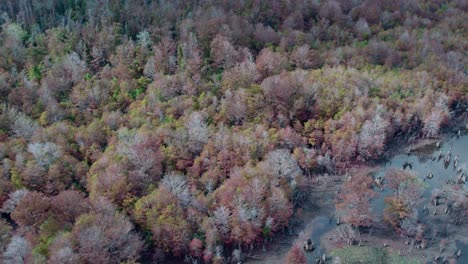 Antena-Sobre-Un-Denso-Bosque-Espeso-Junto-A-Lagos-Muertos-Durante-Una-Sequía-En-Otoño