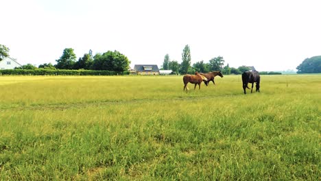 Horses-Walking-Free-in-the-Paddock,-Sweden-Scandinavia,-Horses-are-Free