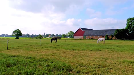 Free-Brown-Horses-Grazing-in-Paddock,-Summer-in-Sweden,-Scandinavia