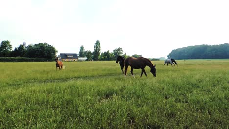 Caballos-Libres-Sobre-Hierba,-Caballos-Marrones-Corriendo-En-El-Campo-Hermoso-Día-De-Verano