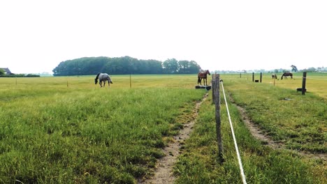 Beautiful-Free-Horses-is-Running-Wild-in-Paddock-on-Field-in-Sweden
