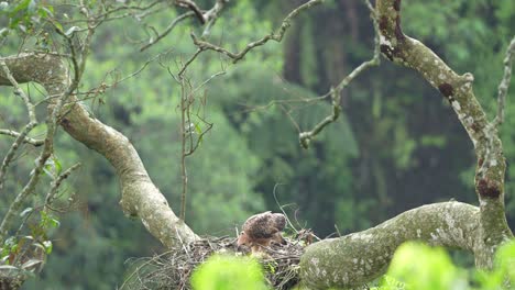 Un-águila-Halcón-De-Java-Nisaetus-Bartelsi-Anidando-En-Su-Nido-Sobre-Un-árbol-Alto