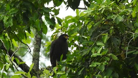 El-águila-Ratonero-De-Pecho-Negro.