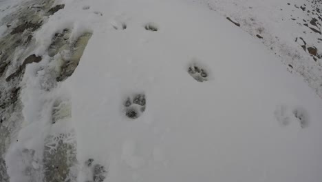 clear-view-of-bear-tracks-on-Jasper-National-park-Mountain,-Canada