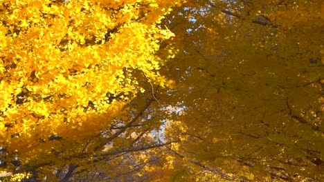 Slow-tilt-down-over-vibrant-yellow-ginko-trees-in-Japanese-garden-with-people