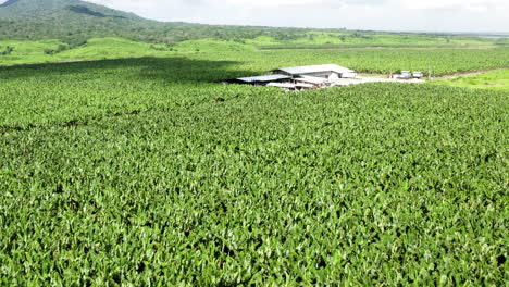 Panoramic-drone-shot-of-warehouse-and-banana-plantation