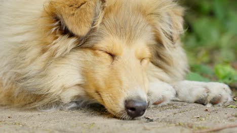 Collie-áspero-De-Pura-Raza,-Parpadea-Somnoliento,-Se-Despierta-Suavemente-Y-Luego-Se-Queda-Dormido