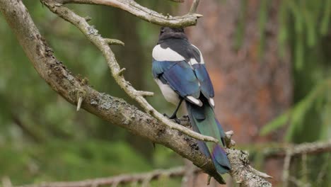 Eurasian-magpie-or-common-magpie-(Pica-pica)-is-a-resident-breeding-bird-throughout-the-northern-part-of-the-Eurasian-continent.