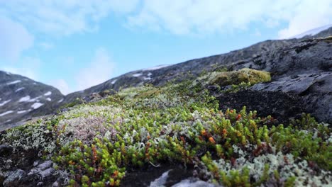 Arktischen-Tundra.-Schöne-Natur-Norwegen-Naturlandschaft.